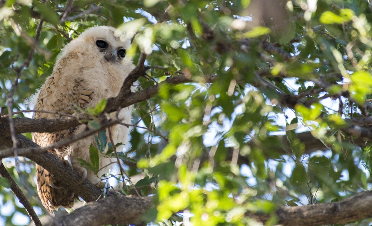 kruger pels fishing owl