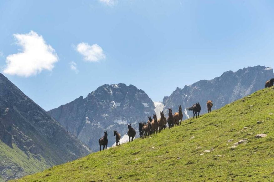 kyrgyzstan horses mountainside