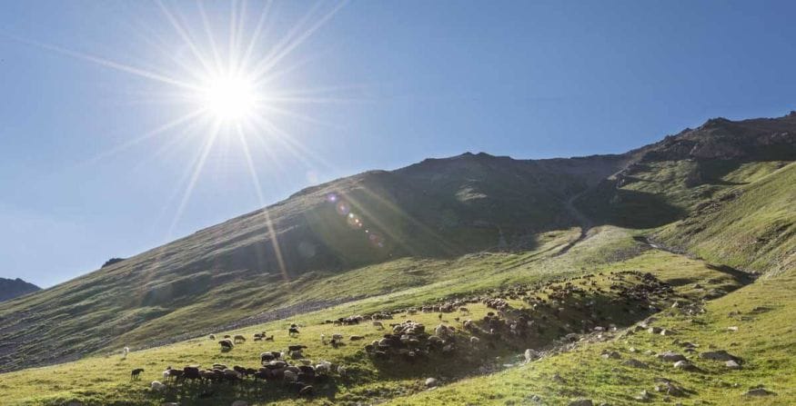 kyrgyzstan sheep mountain