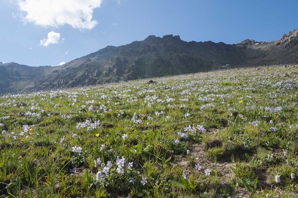 kyrgyzstan wildflowers
