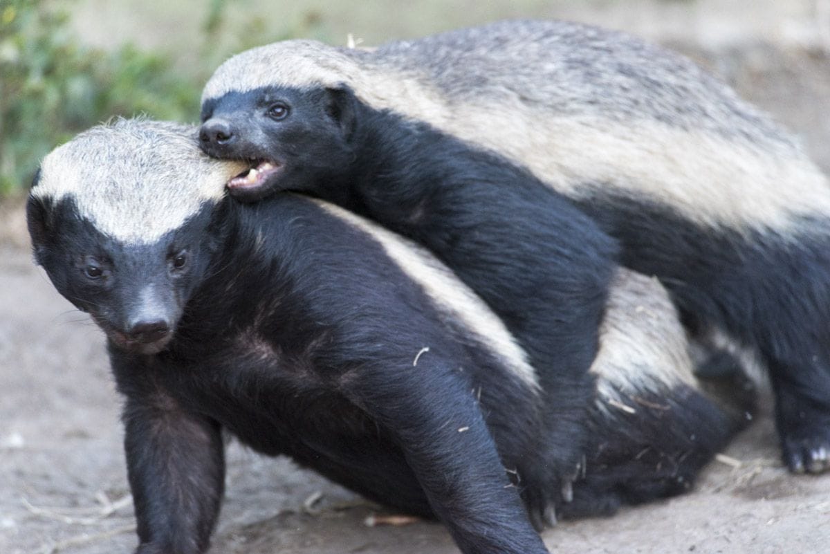 moholoholo honey badgers