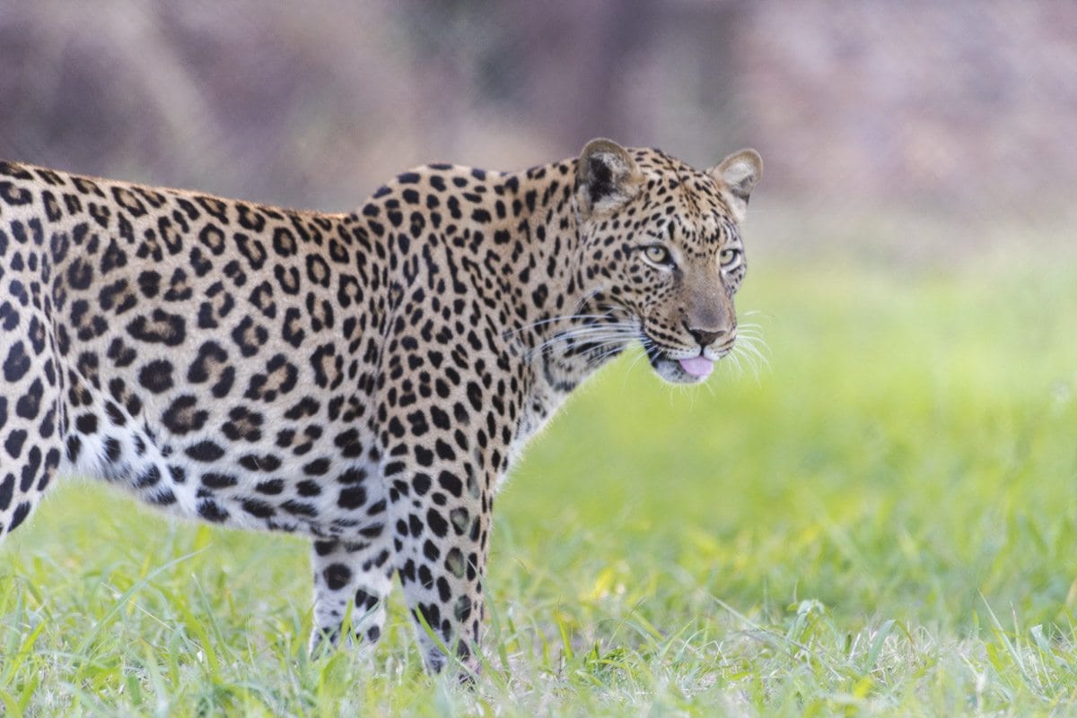 moholoholo leopard