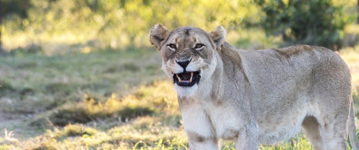 moholoholo lioness