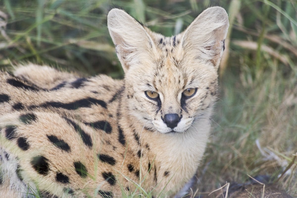 moholoholo serval