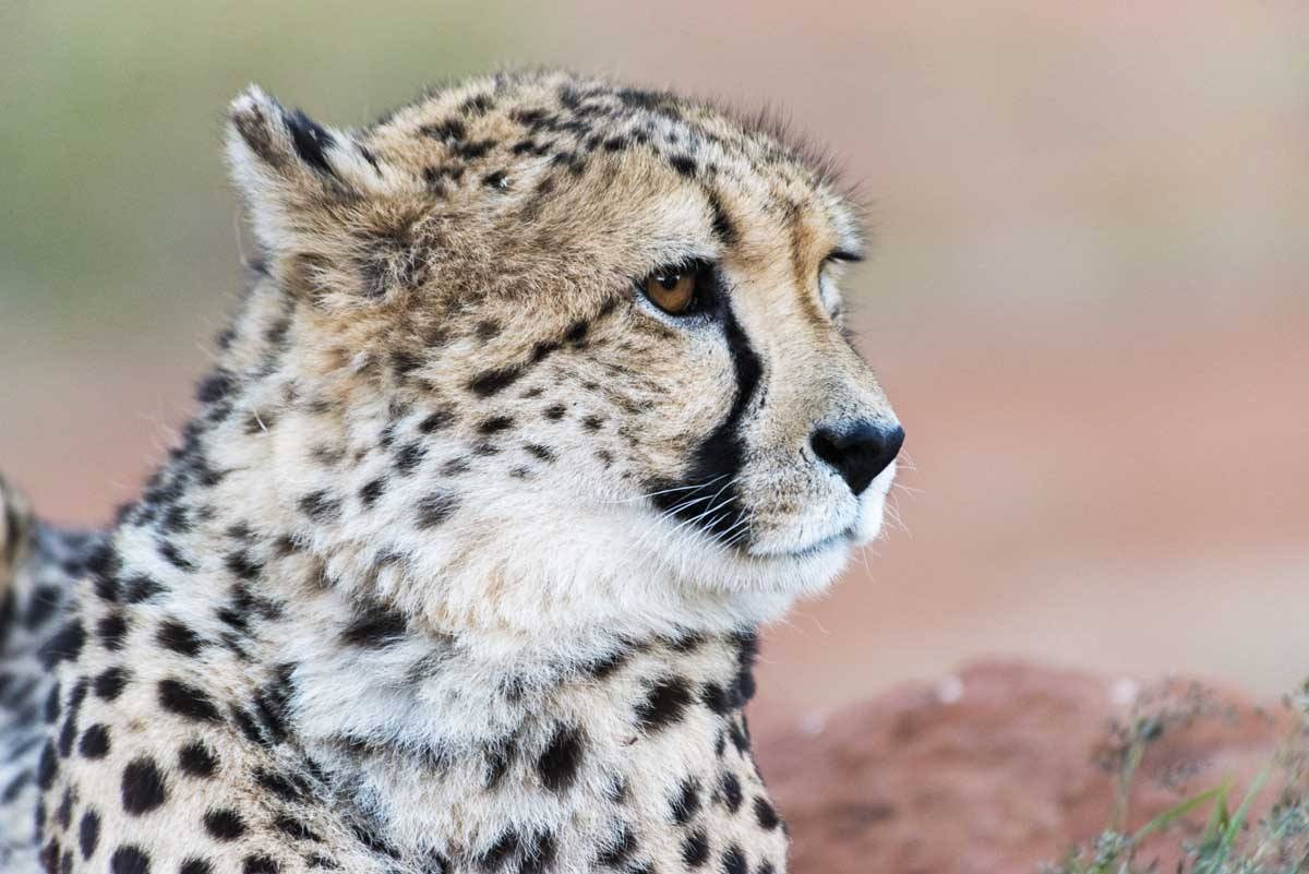 namibia africat cheetah