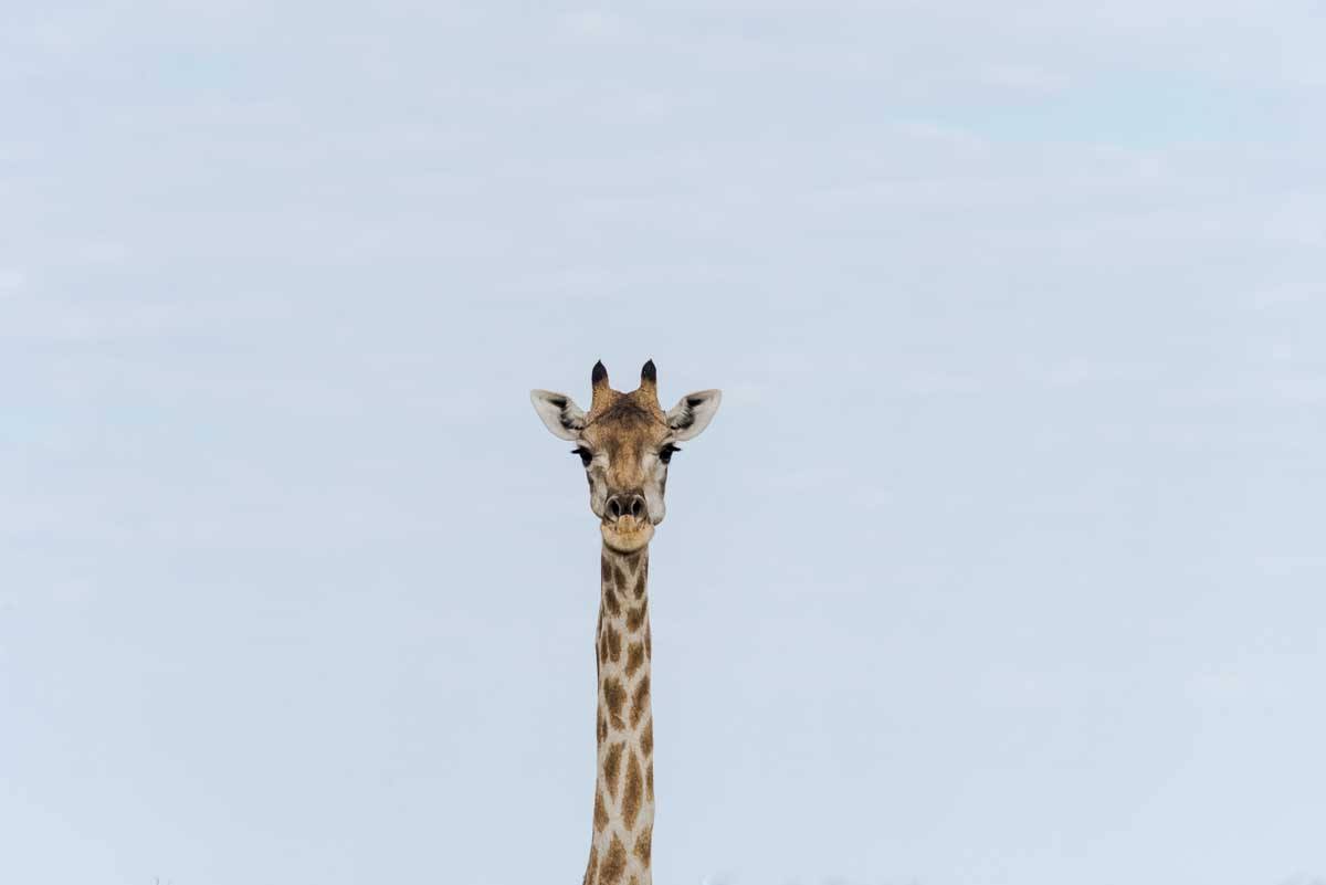 namibia giraffe portrait