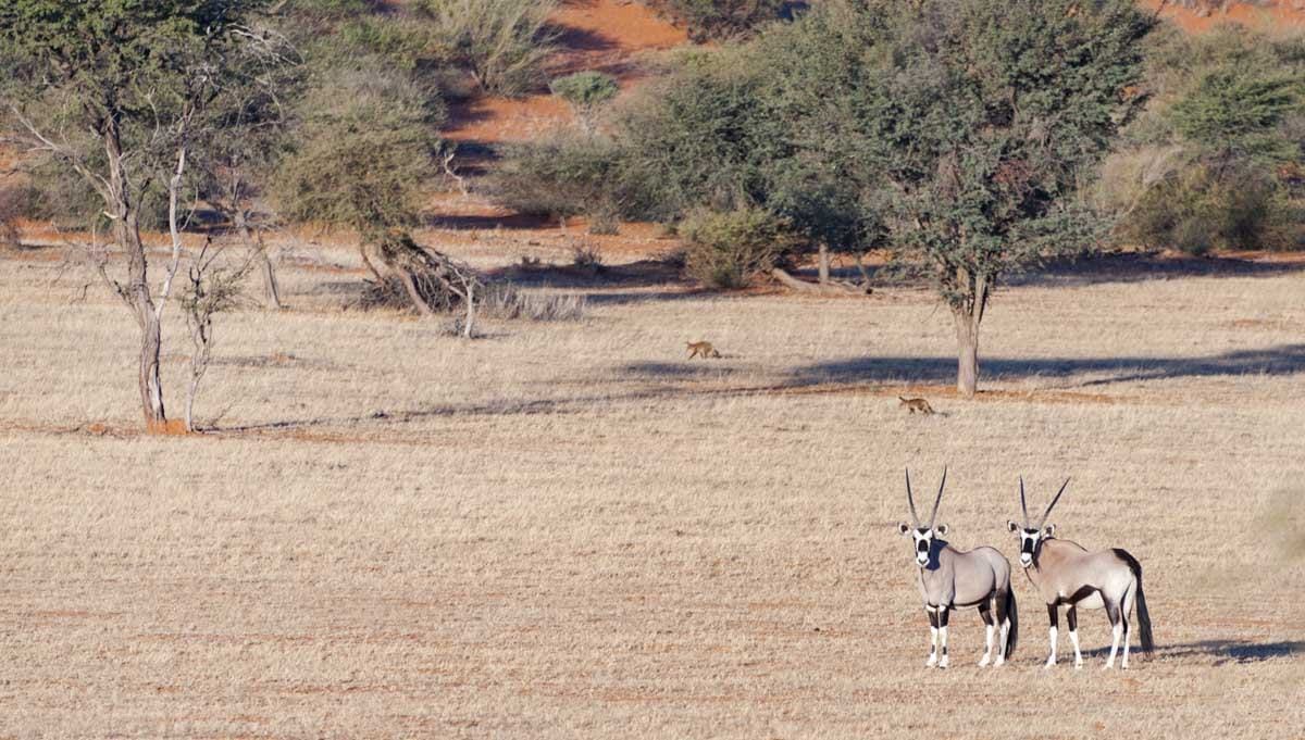 namibia kalahari oryx
