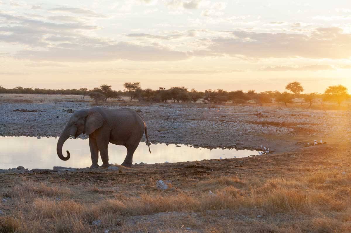 namibia okakukuejo waterhole