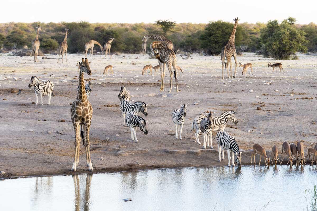 namibia safari etosha