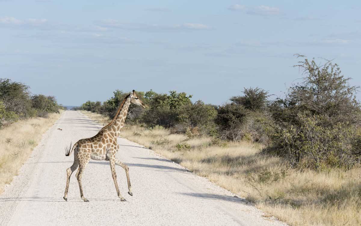 namibia safari giraffe
