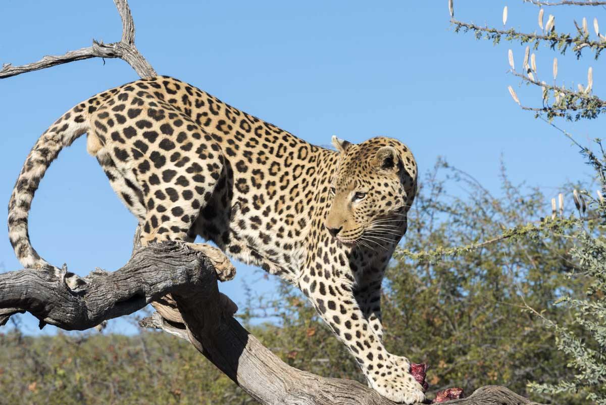 namibia safari leopard