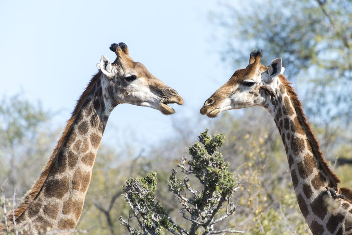 south africa giraffes talking