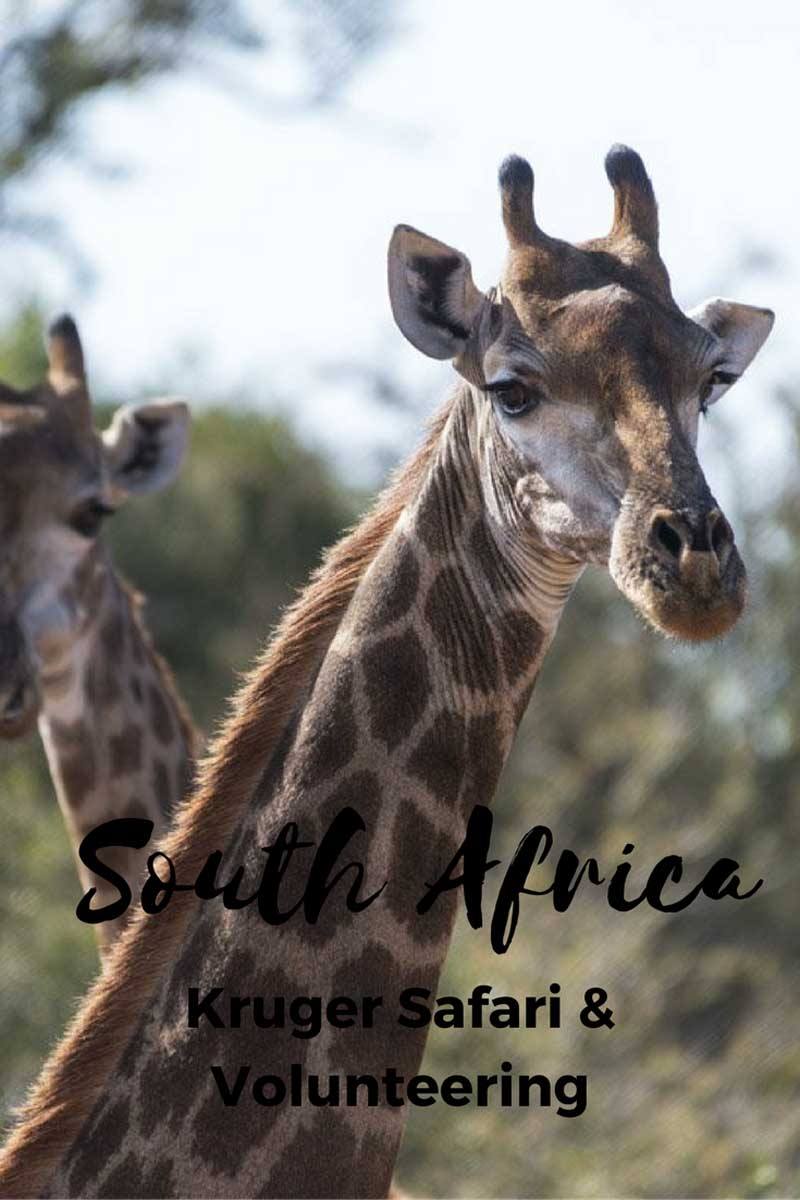 south africa safari pin 3