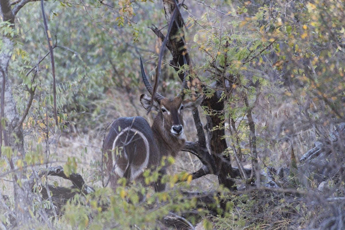 south africa waterbuck