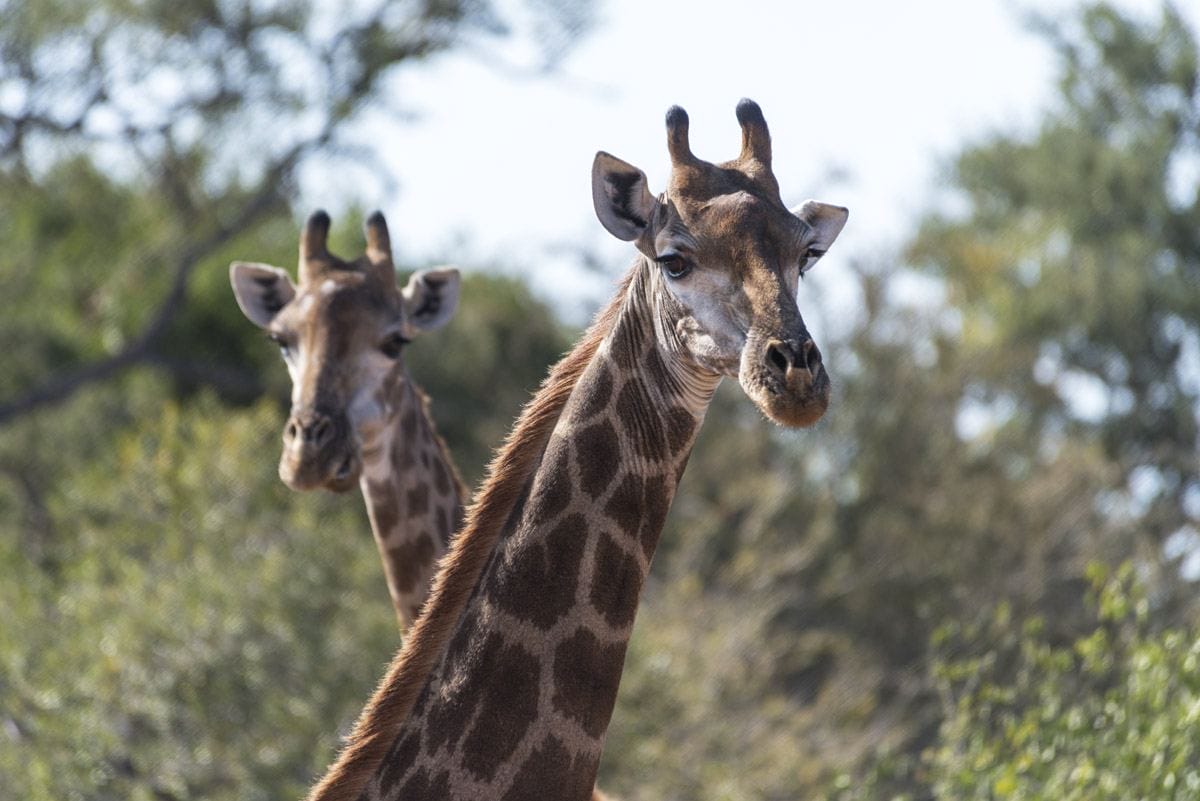south african safari giraffes