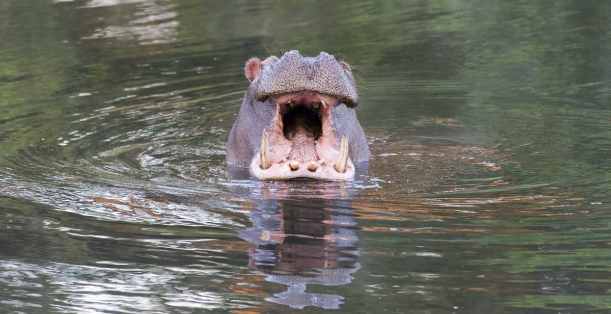 south african safari hippo