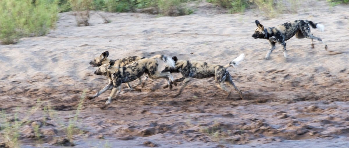 wild dogs running south africa