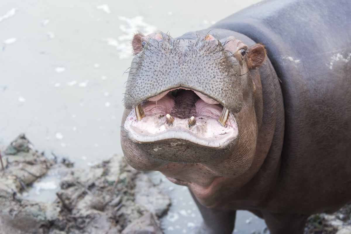 care for wild africa hippo