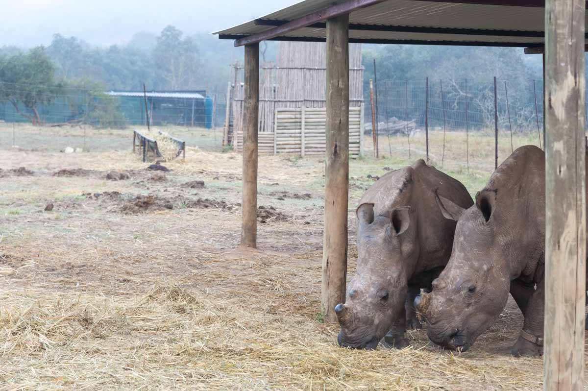 care for wild africa rhino boma