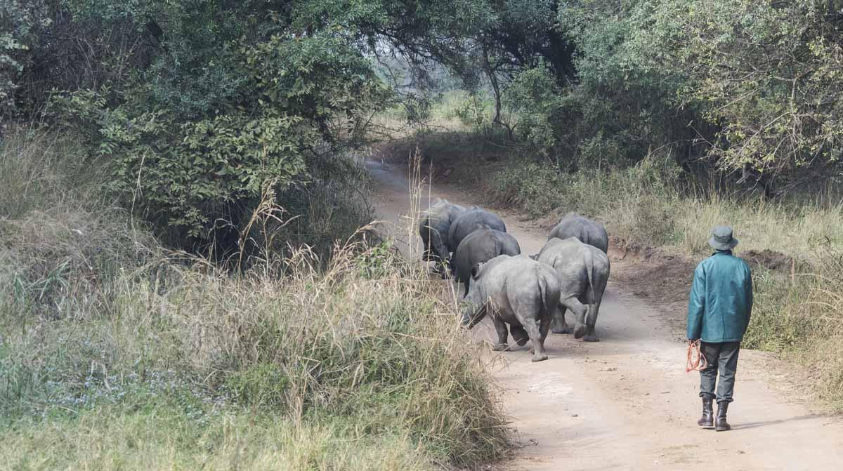 care for wild africa rhino keepers