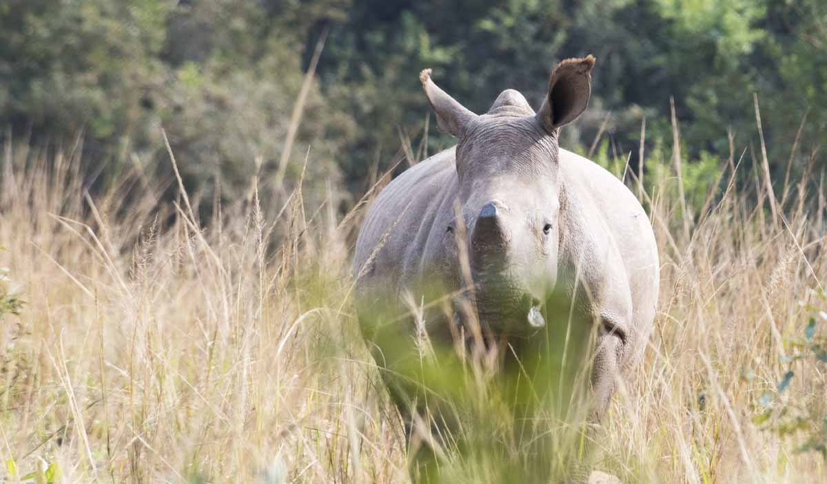 care for wild africa rhino kruger