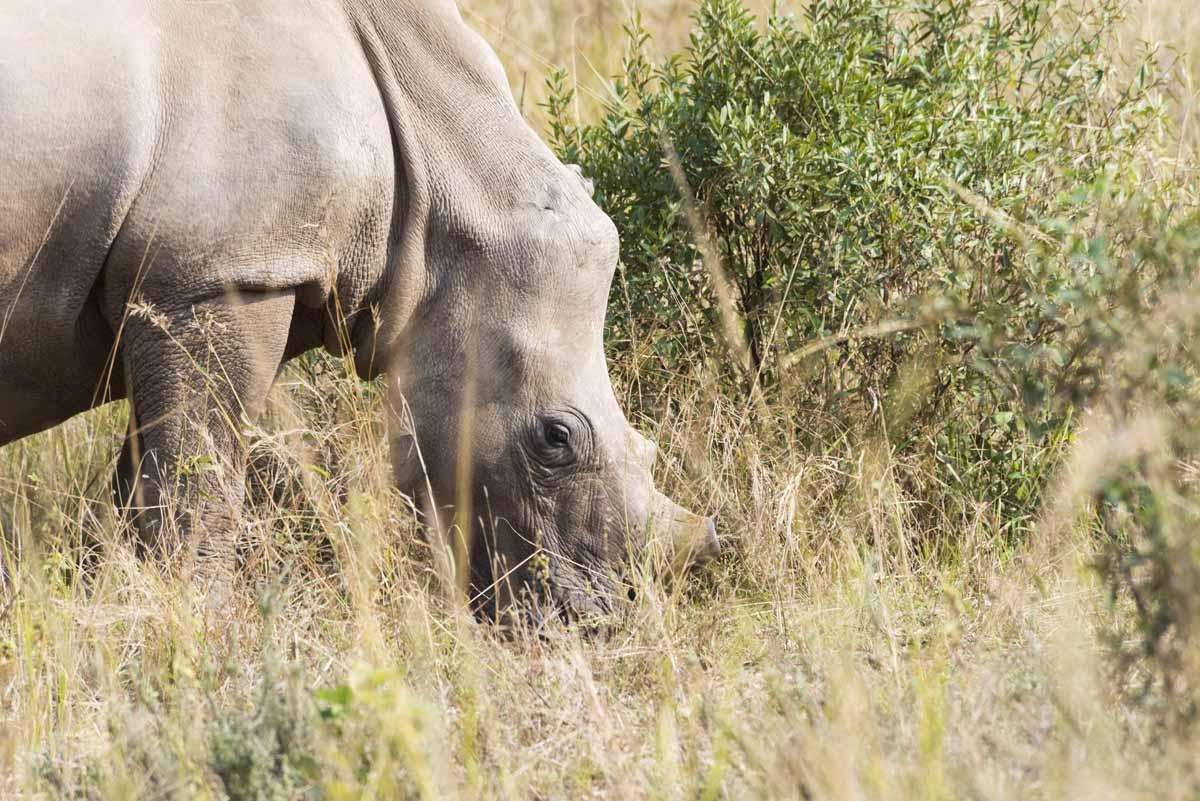care for wild africa rhino wyntir