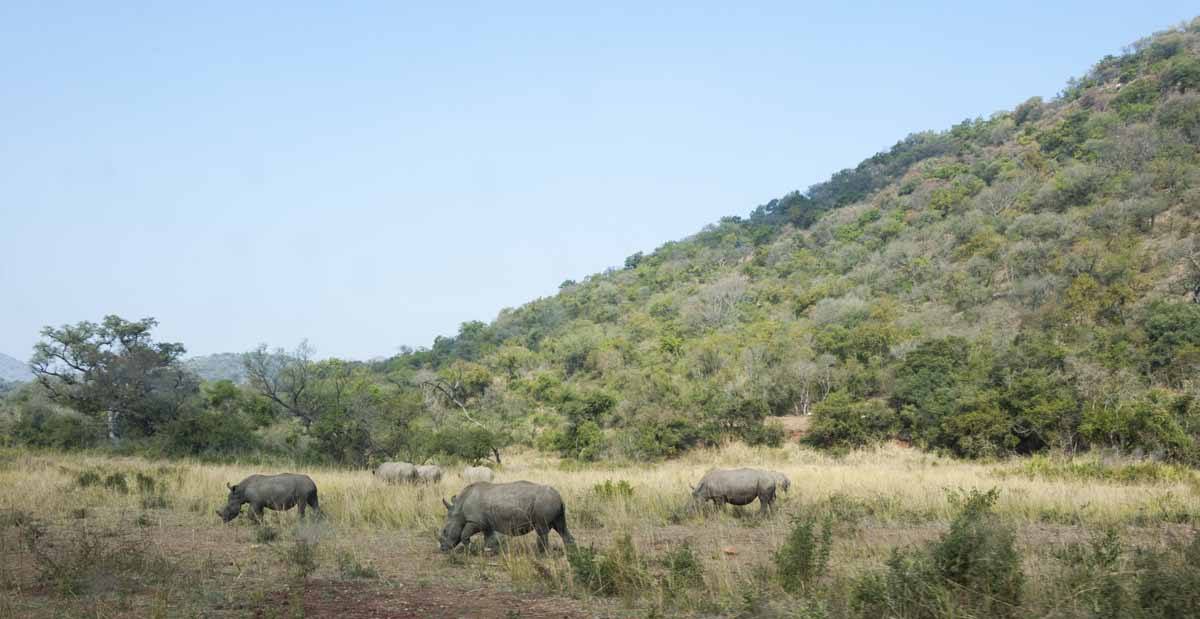 care for wild africa rhinos