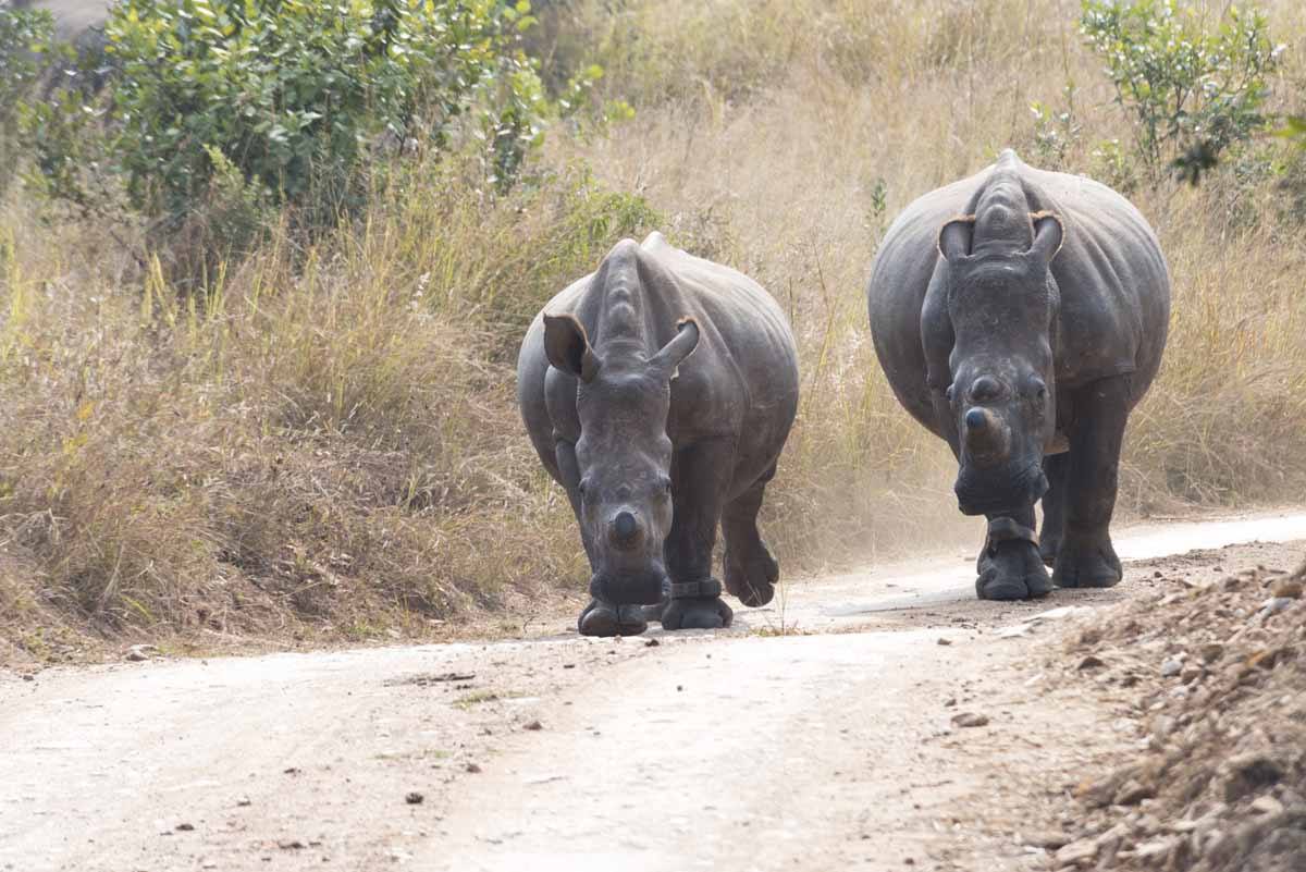 care for wild africa two rhinos