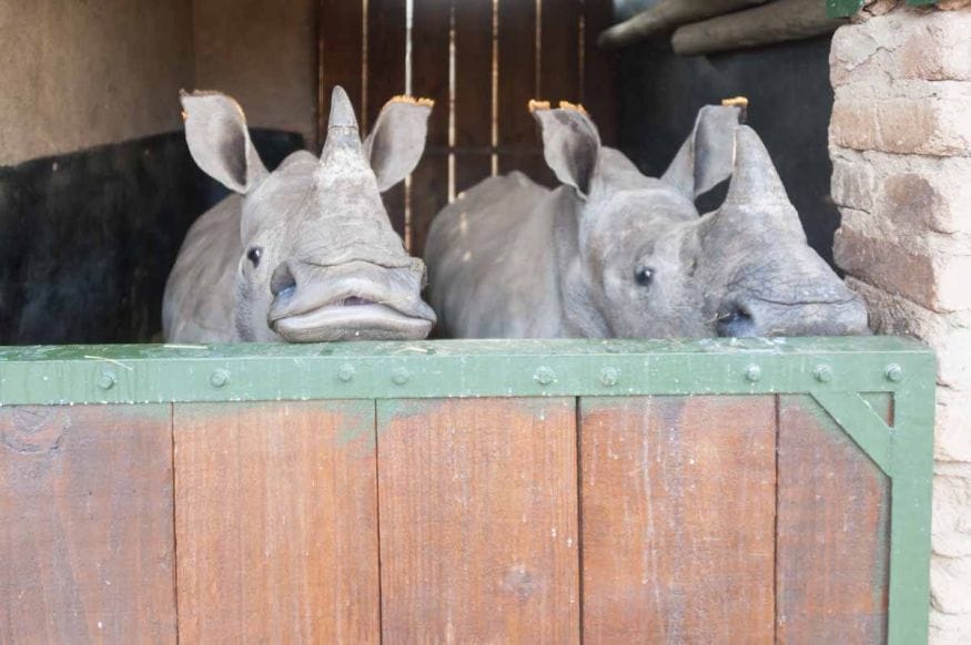 rhino sanctuary babies