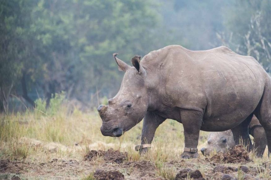 rhino sanctuary south africa