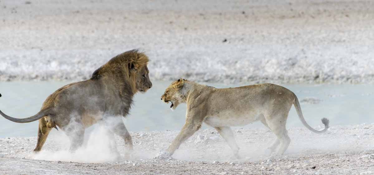 badass lioness etosha namibia