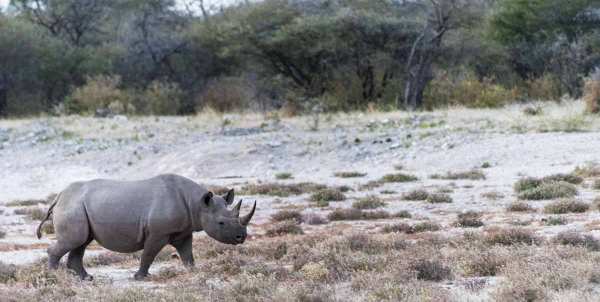 black rhino namibia