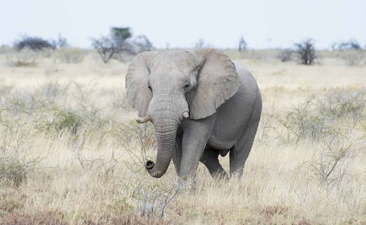 bull elephant etosha namibia