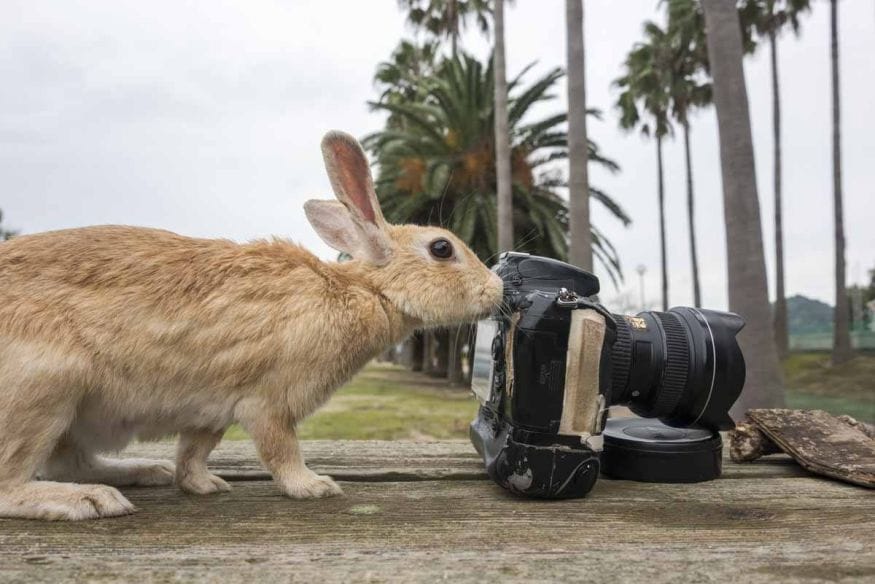 bunny island japan rabbit with camera