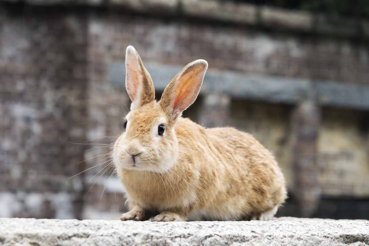 Okunoshima, Japan's Rabbit Island - The Crowded Planet