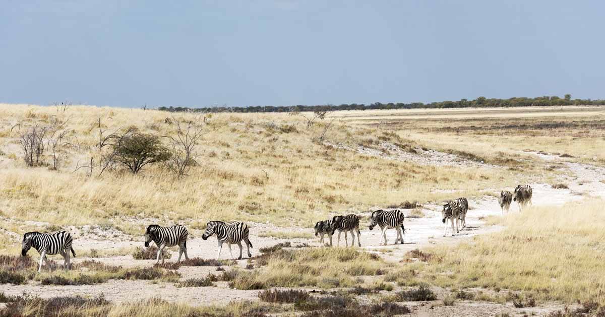 dazzle of zebra etosha pan