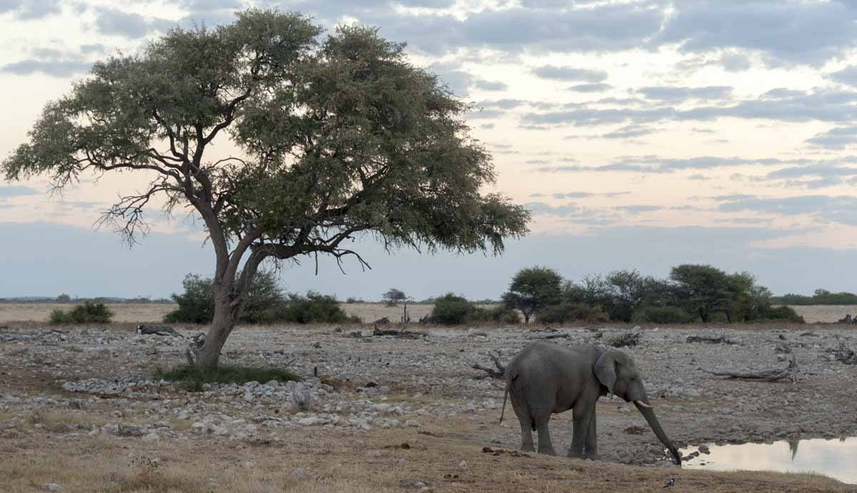 elephant drinking etosha