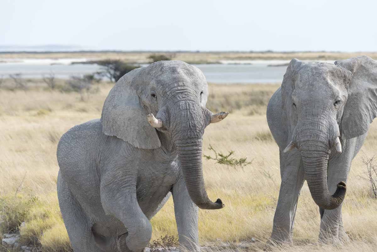 elephant leaving waterhole etosha