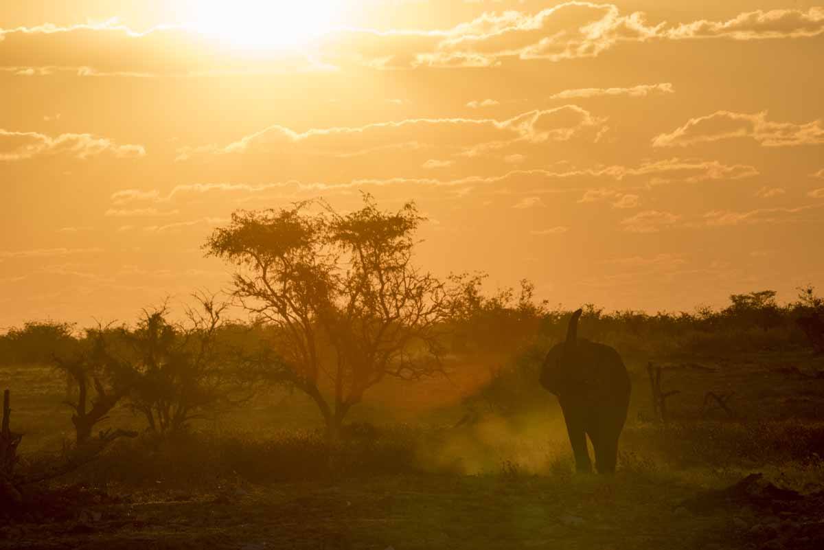 elephant sunset okaukuejo