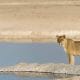 etosha national park lioness