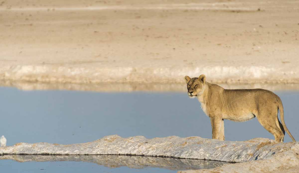 etosha national park lioness