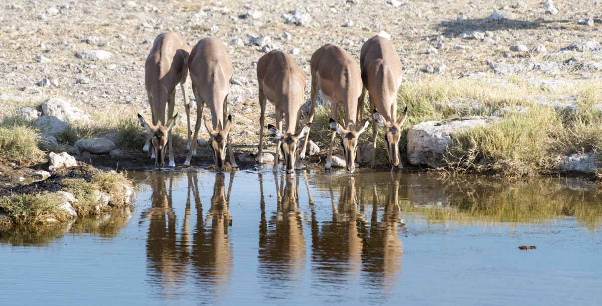 etosha waterhole impala