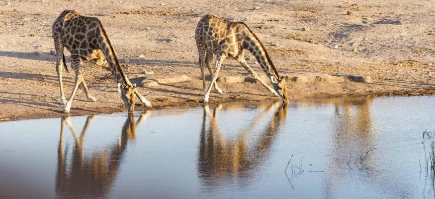 giraffes drinking etosha namibia