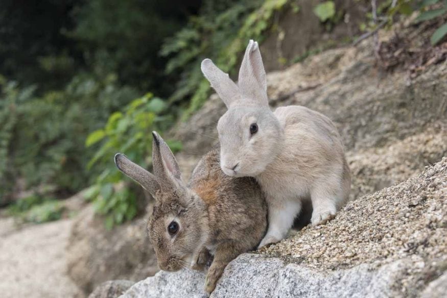 japan rabbits on wall