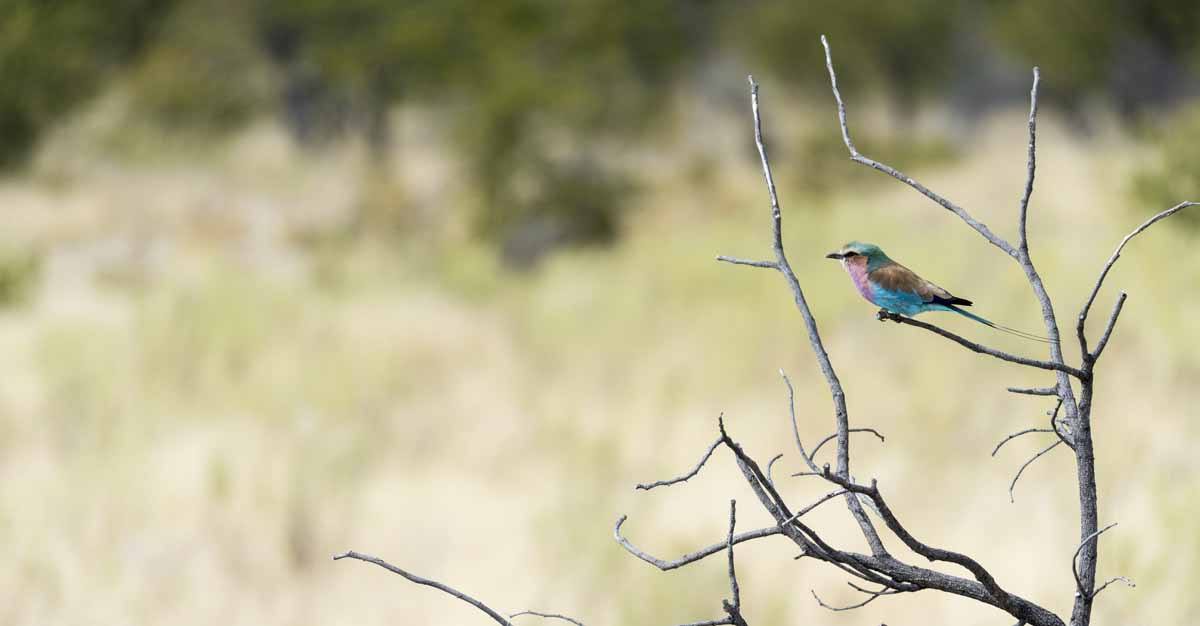 lilac breasted roller etosha