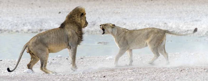 lion lioness encounter etosha