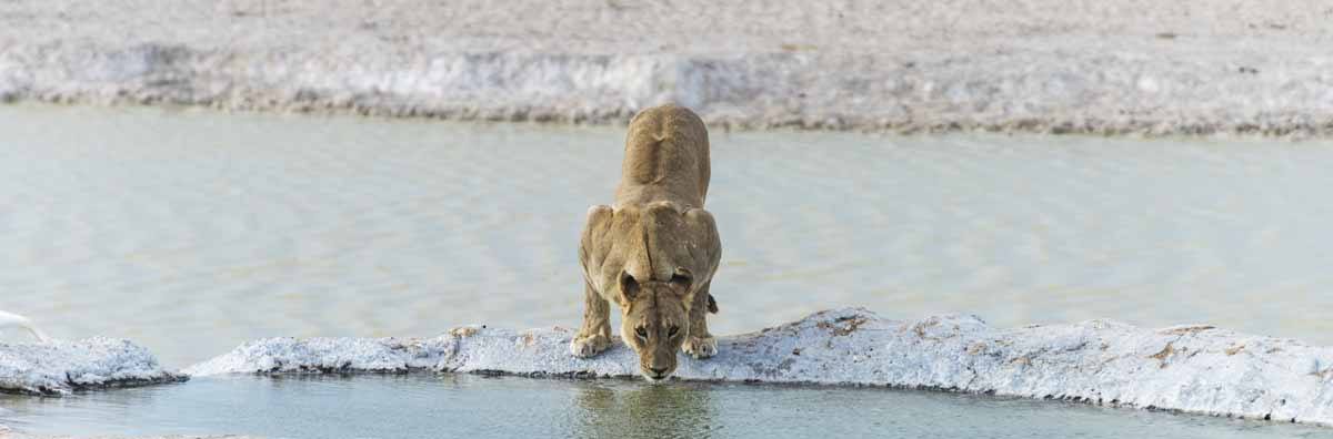 lioness drinking etosha