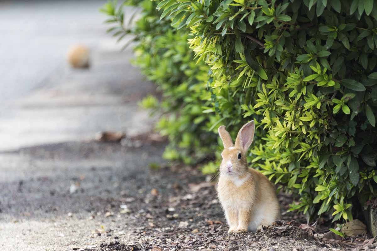 okunishima japan rabbit island bush