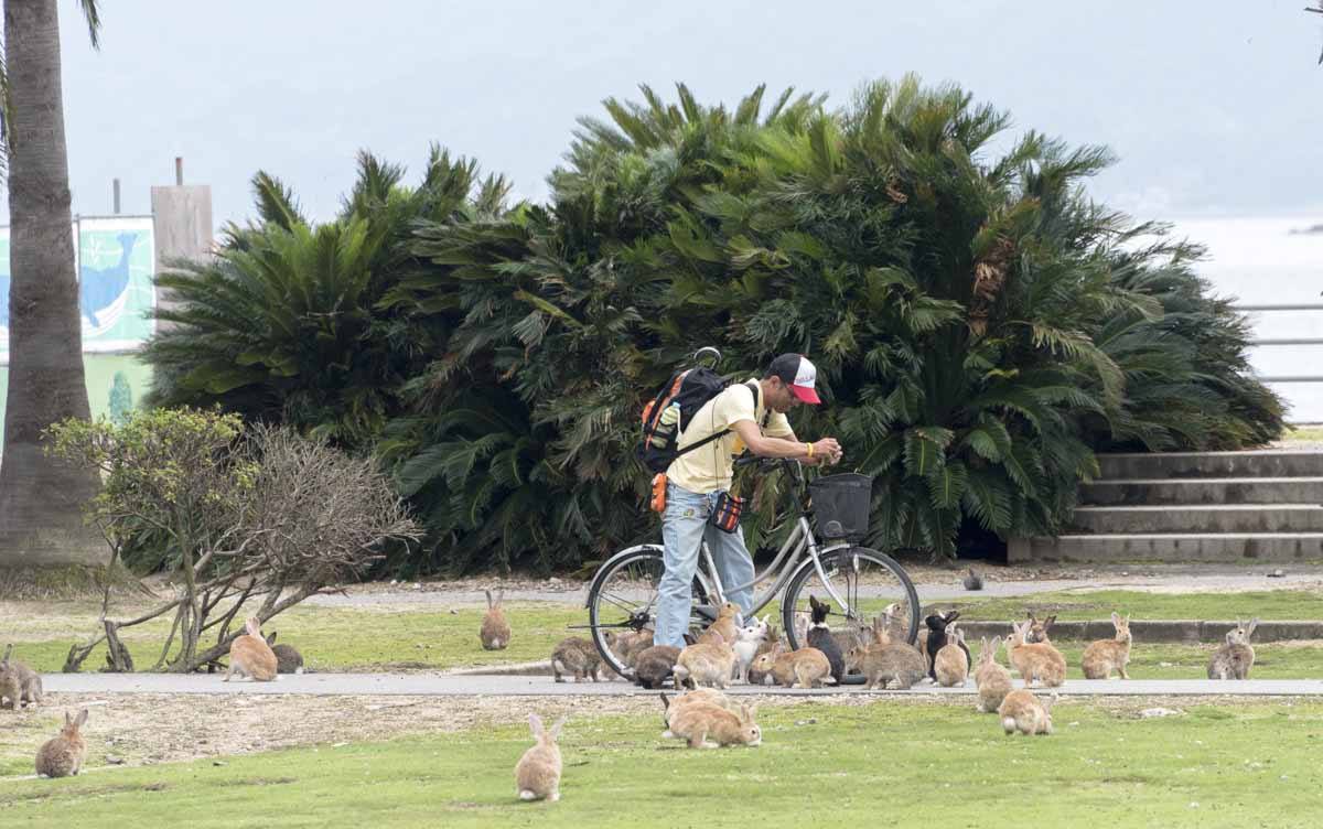 okunishima japan rabbit island feeding