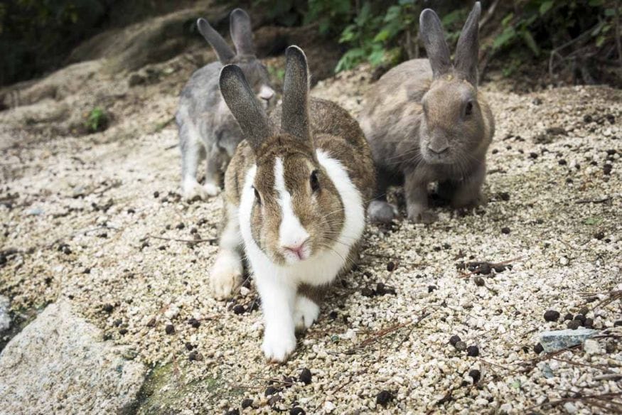 okunishima japan rabbit island three